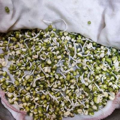 发豆芽的过程(超简单的自发绿豆芽)-第4张图片 发豆芽的过程(超简单的自发绿豆芽)-第4张图片