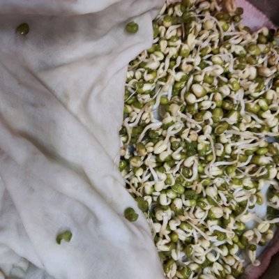 发豆芽的过程(超简单的自发绿豆芽)-第7张图片 发豆芽的过程(超简单的自发绿豆芽)-第7张图片