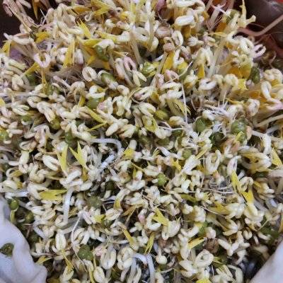 发豆芽的过程(超简单的自发绿豆芽)-第8张图片 发豆芽的过程(超简单的自发绿豆芽)-第8张图片