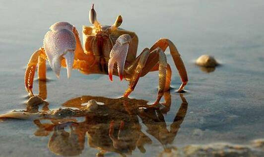 活螃蟹怎么储存（活螃蟹如何保存才好）-第2张图片
