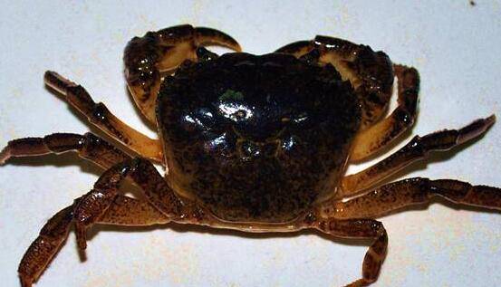 活螃蟹怎么储存（活螃蟹如何保存才好）-第1张图片