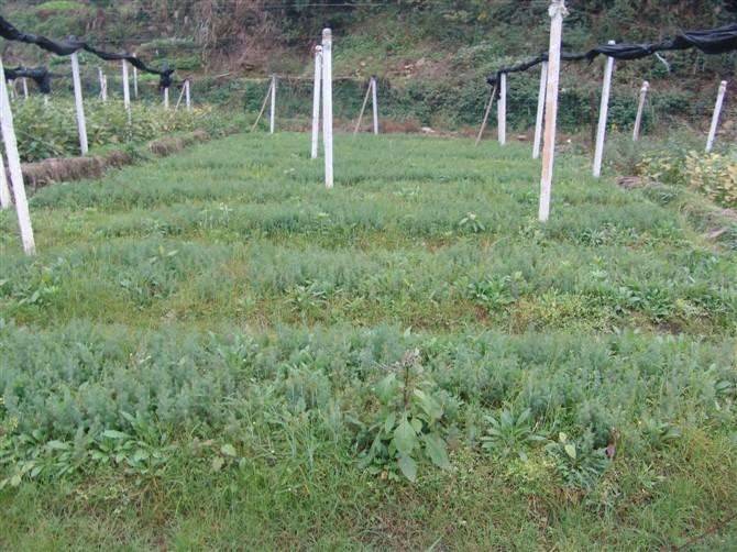 柏树有什么种植方法呢 （柏木播种育苗及造林技术）-第1张图片