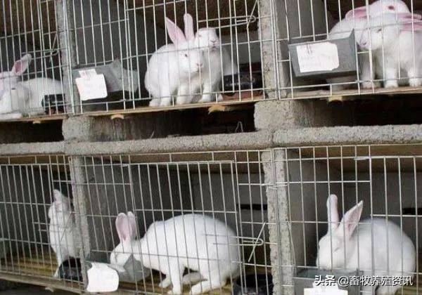 兔子的种类兔子有几个种类  ？（养兔子什么品种好？）-第3张图片