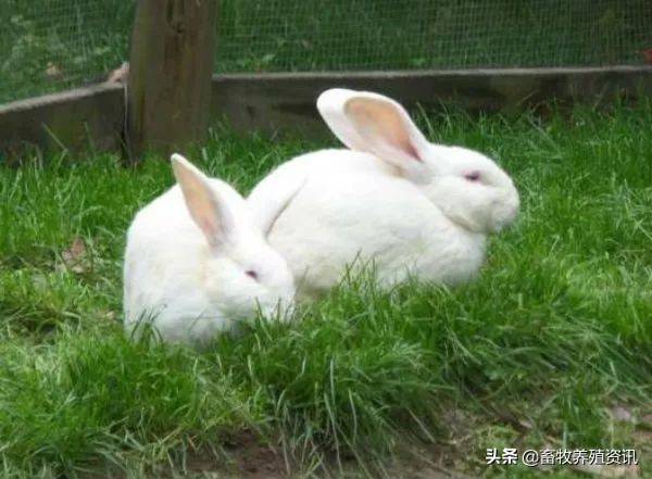 兔子的种类兔子有几个种类  ？（养兔子什么品种好？）-第1张图片