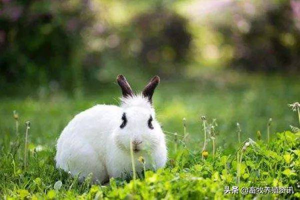 兔子的种类兔子有几个种类  ？（养兔子什么品种好？）-第2张图片