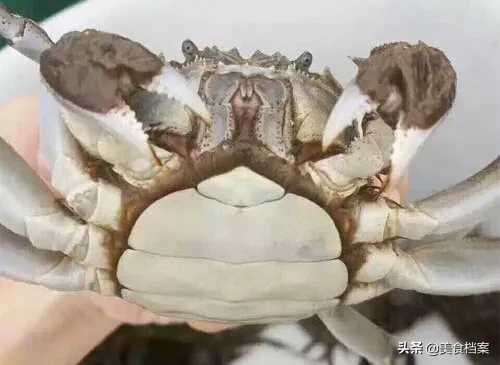 螃蟹公母怎么分（渔民教你如何区分螃蟹公母的方法）-第4张图片