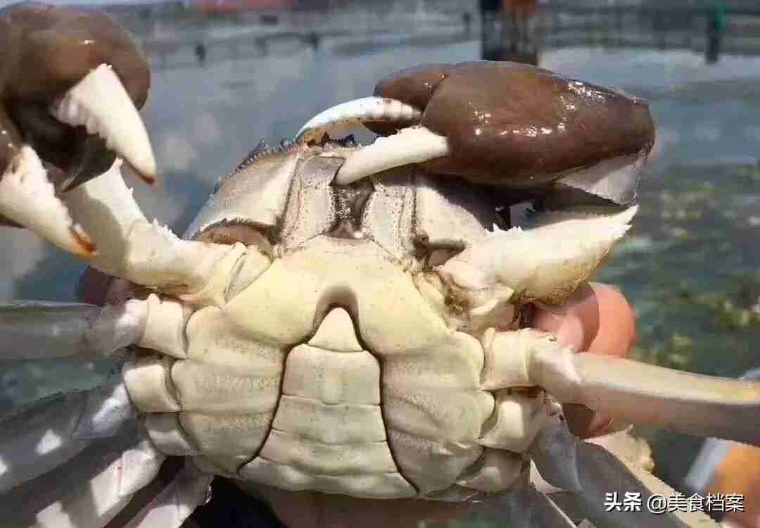 螃蟹公母怎么分（渔民教你如何区分螃蟹公母的方法）-第5张图片