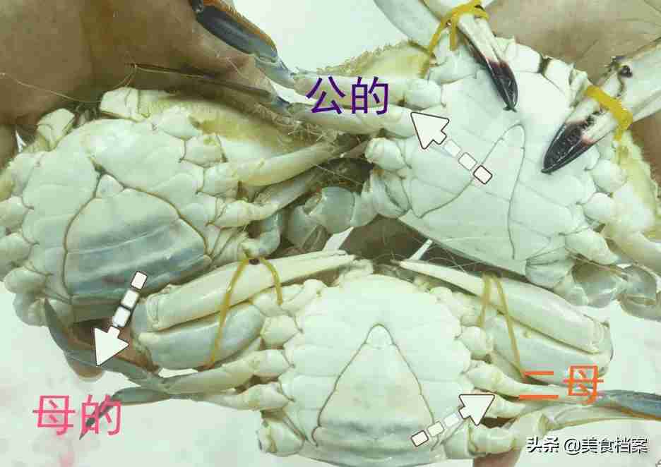 螃蟹公母怎么分（渔民教你如何区分螃蟹公母的方法）-第7张图片