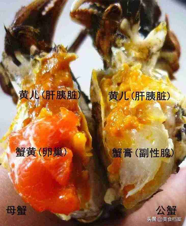 螃蟹公母怎么分（渔民教你如何区分螃蟹公母的方法）-第9张图片