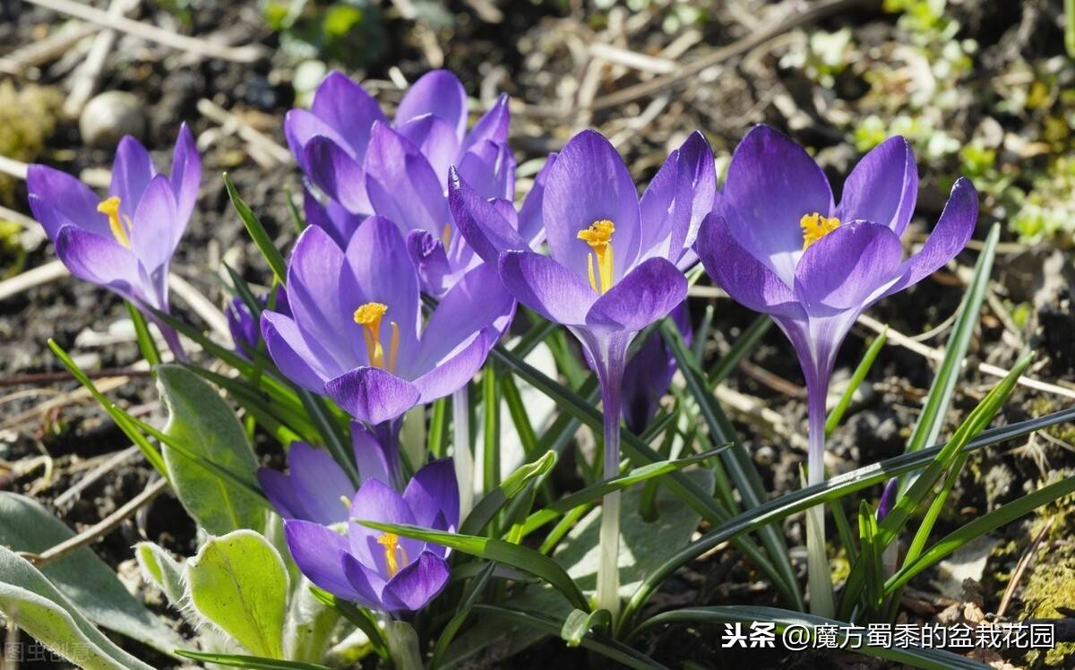 番红花花语(番红花的花语与生长习性)-第1张图片 番红花花语(番红花的花语与生长习性)-第1张图片