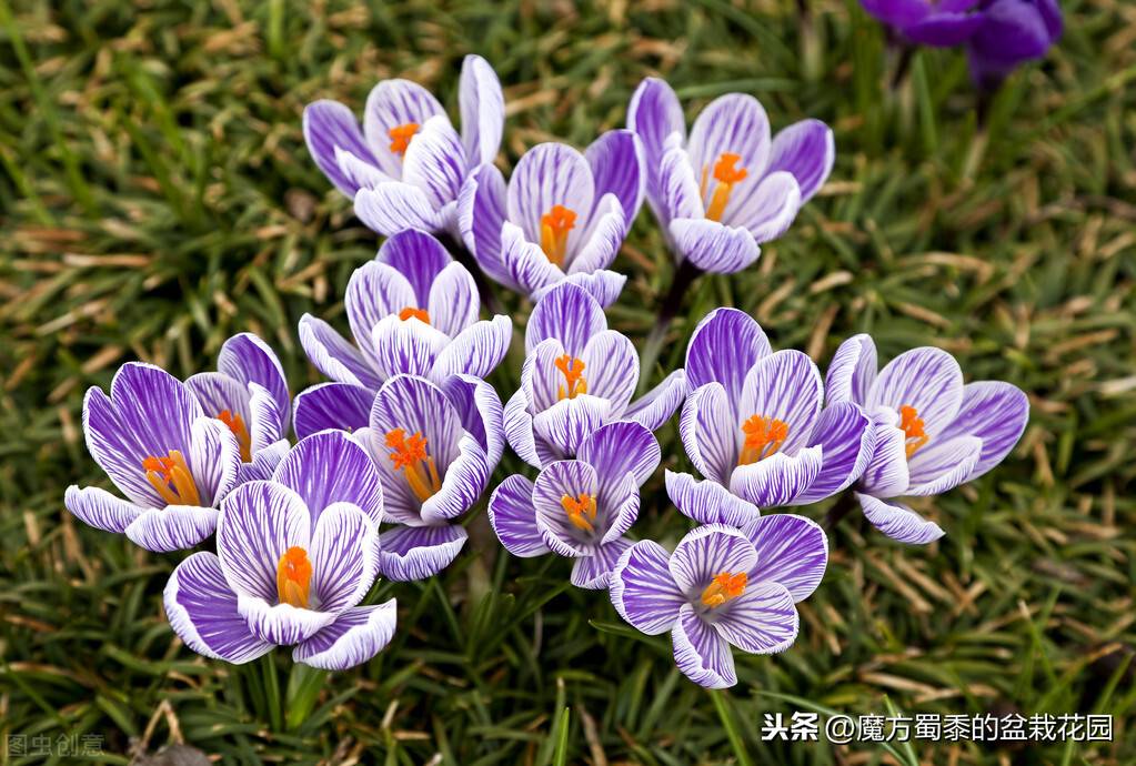 番红花花语(番红花的花语与生长习性)-第2张图片 番红花花语(番红花的花语与生长习性)-第2张图片