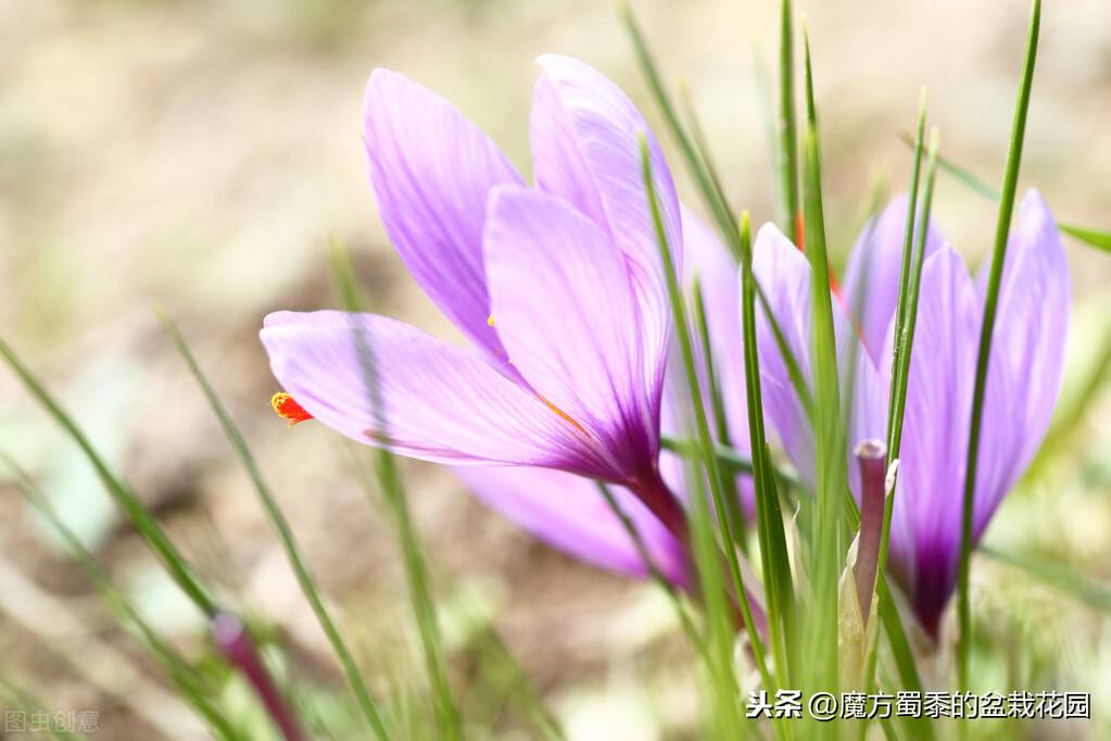 番红花花语（番红花的花语与生长习性）-第3张图片