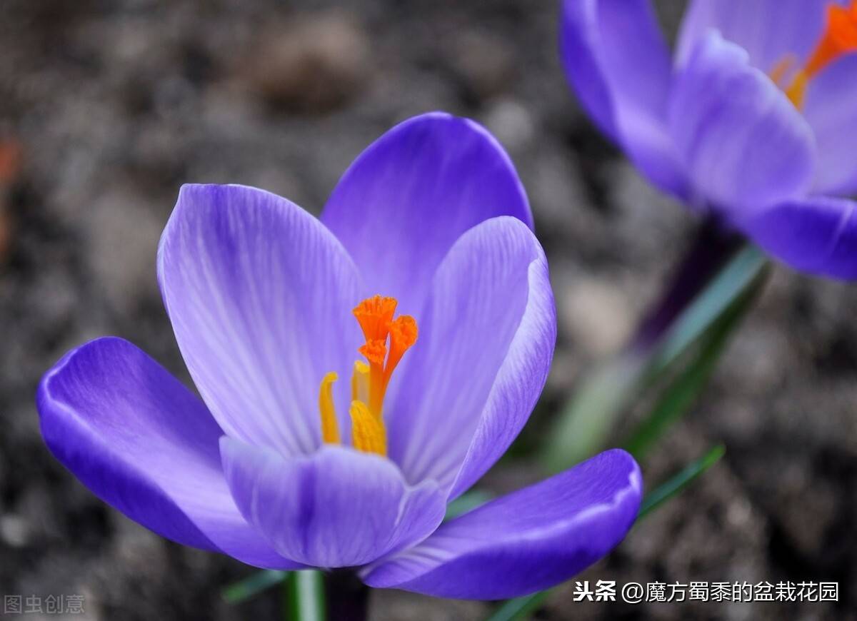 番红花花语(番红花的花语与生长习性)-第5张图片 番红花花语(番红花的花语与生长习性)-第5张图片