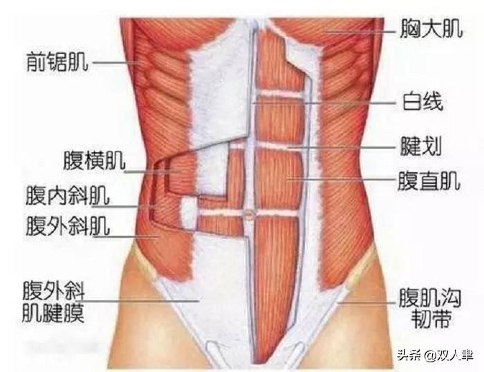 人鱼线是哪里？（人鱼线怎么锻炼？）-第2张图片