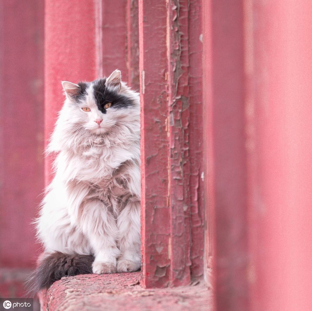 故宫有养猫的传统（故宫为什么要养御猫？）-第4张图片