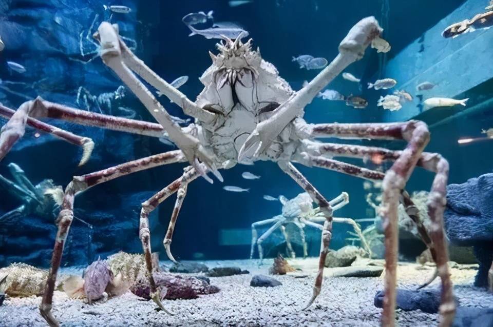 世界上最大的螃蟹王（世界上最大的螃蟹有多大？）-第5张图片