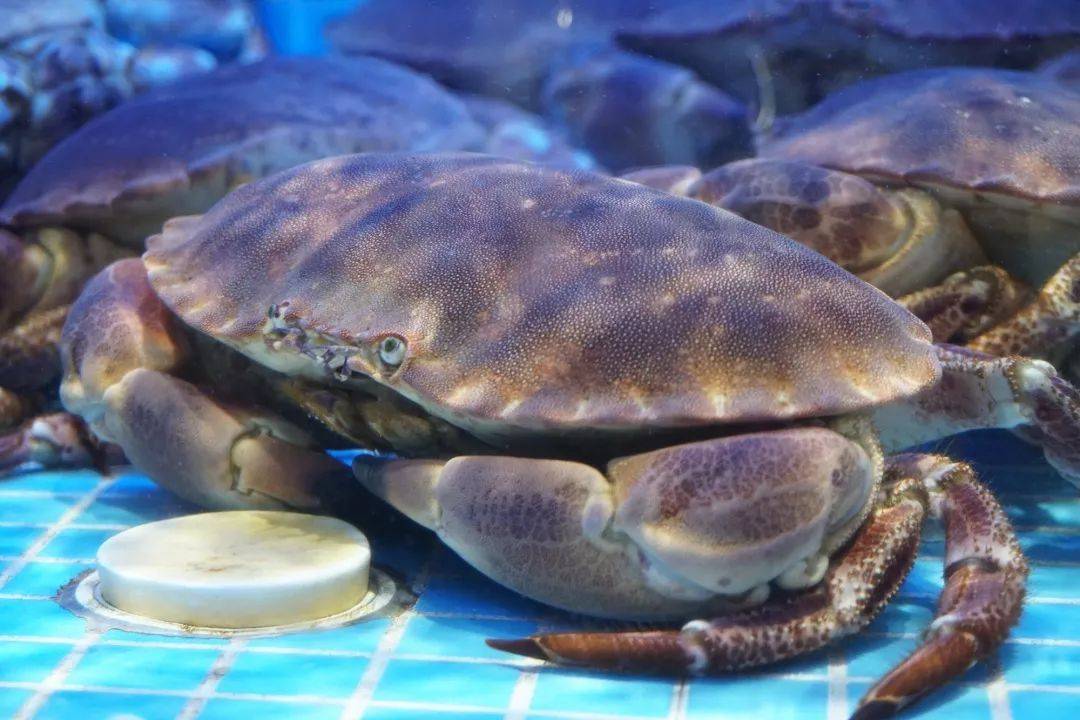 世界上最大的螃蟹王（世界上最大的螃蟹有多大？）-第7张图片