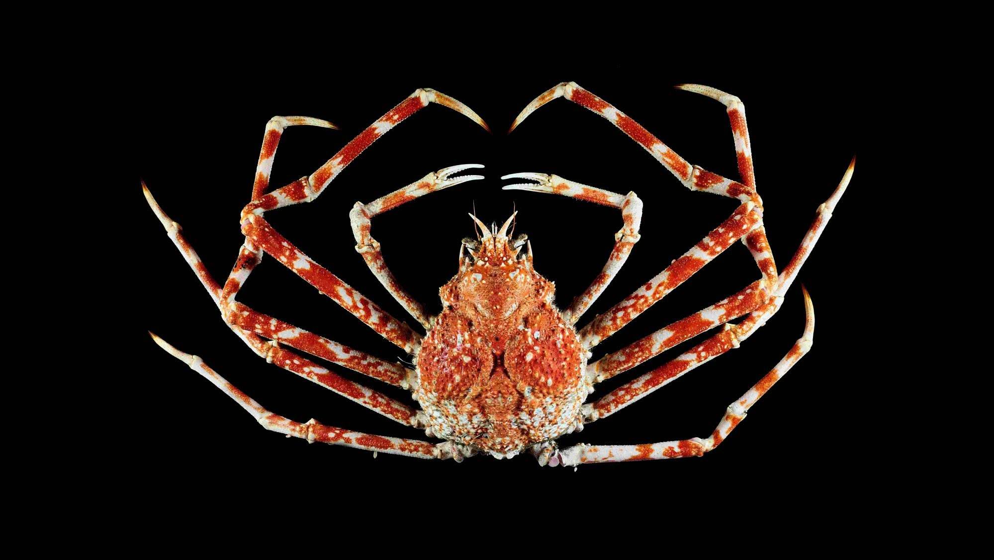 世界上最大的螃蟹王（世界上最大的螃蟹有多大？）-第3张图片