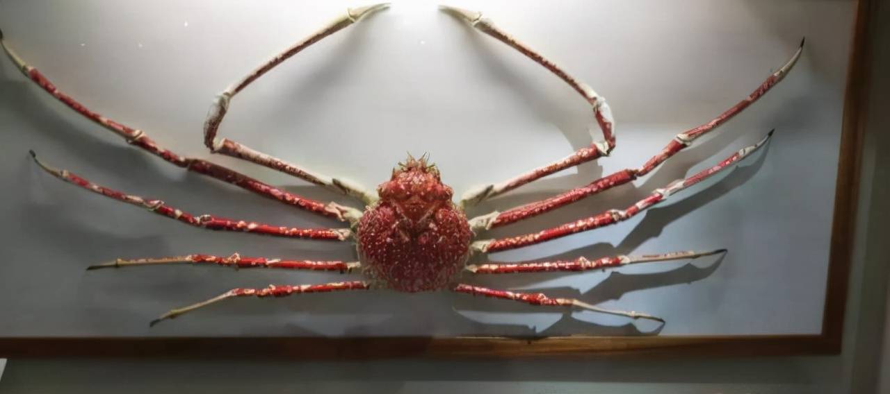 世界上最大的螃蟹王（世界上最大的螃蟹有多大？）-第1张图片