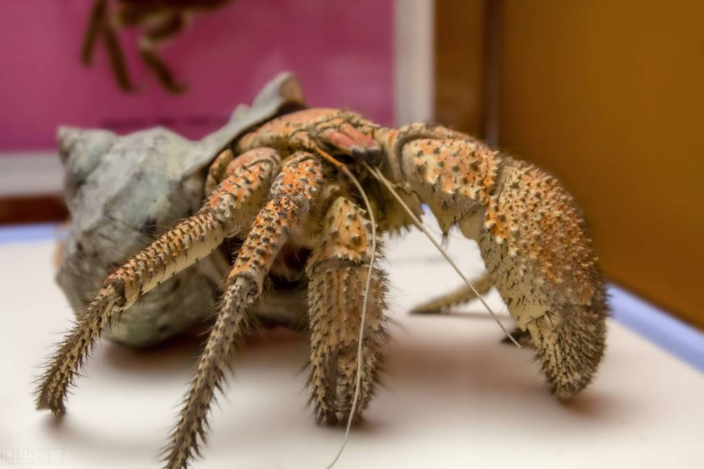 世界上最大的螃蟹王（世界上最大的螃蟹有多大？）-第11张图片