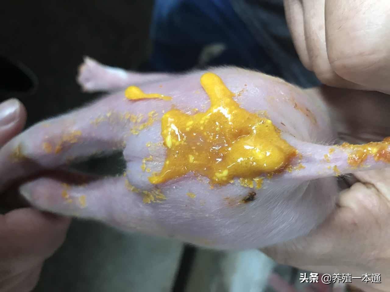 仔猪黄白痢怎么治疗(仔猪黄白痢是怎么引起的?)-第1张图片 仔猪黄白痢怎么治疗(仔猪黄白痢是怎么引起的?)-第1张图片