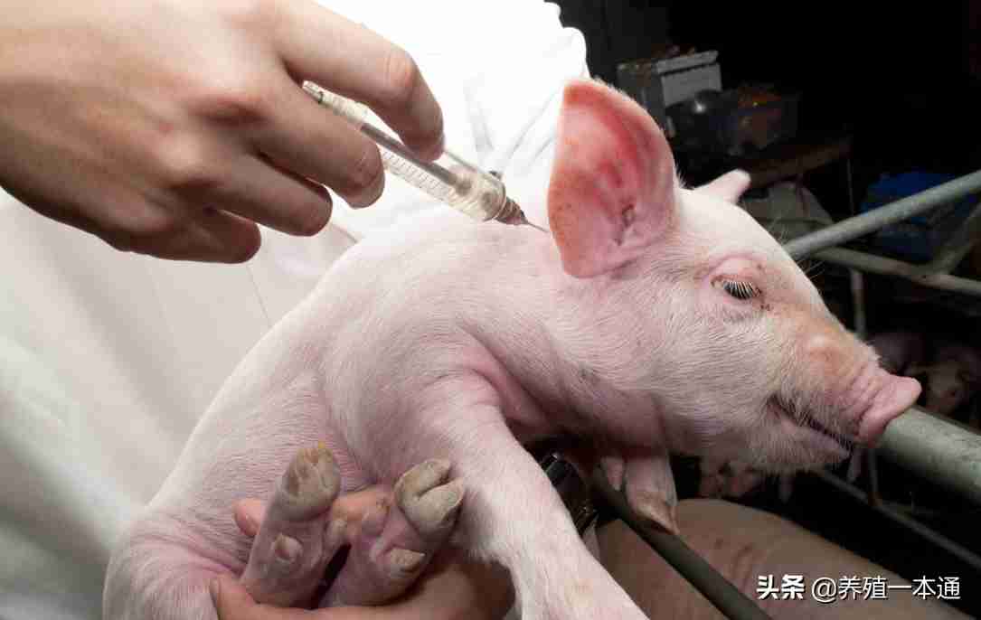 仔猪黄白痢怎么治疗(仔猪黄白痢是怎么引起的?)-第3张图片 仔猪黄白痢怎么治疗(仔猪黄白痢是怎么引起的?)-第3张图片