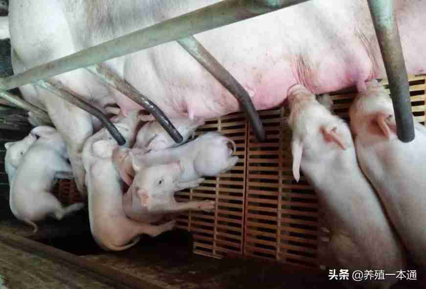 仔猪黄白痢怎么治疗(仔猪黄白痢是怎么引起的?)-第4张图片 仔猪黄白痢怎么治疗(仔猪黄白痢是怎么引起的?)-第4张图片