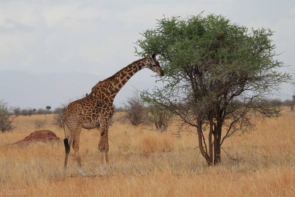 世界上最高的哺乳动物（你知道世界上最高的8种动物有哪些吗？）-第8张图片