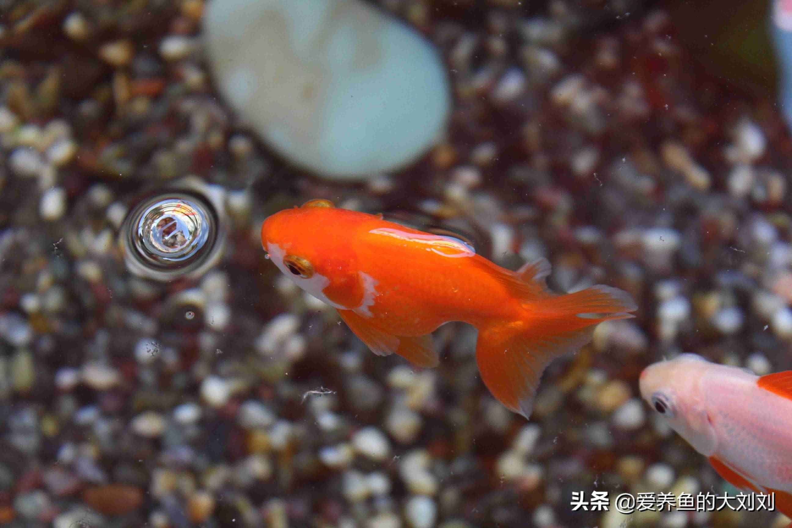 鱼缸水浑浊原因和解决方案（鱼缸水体浑浊的原因和解决办法）-第2张图片