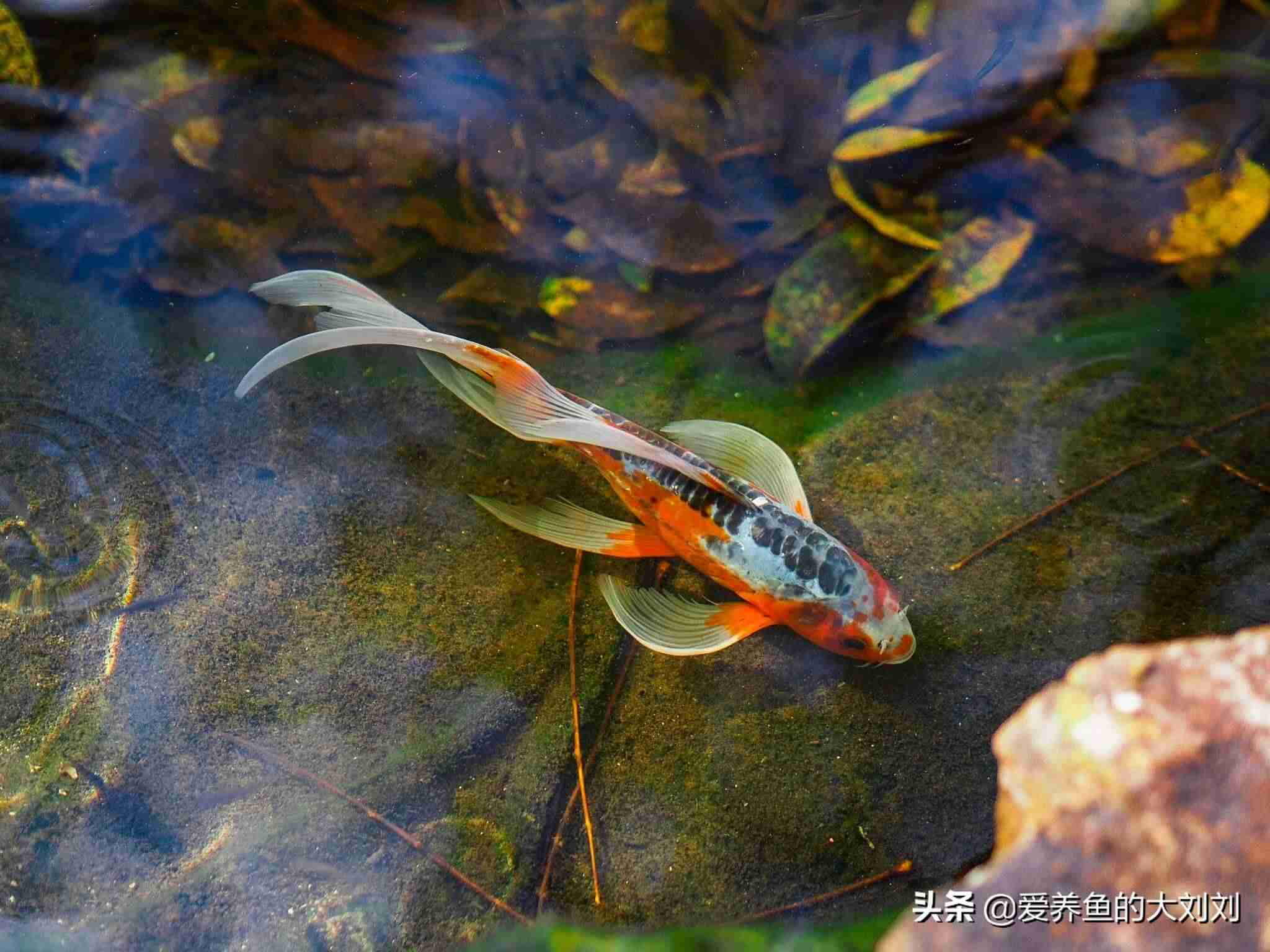 鱼缸水浑浊原因和解决方案（鱼缸水体浑浊的原因和解决办法）-第4张图片