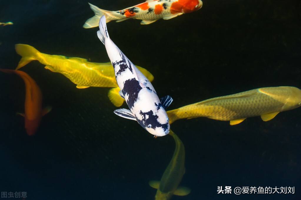 鱼缸水浑浊原因和解决方案（鱼缸水体浑浊的原因和解决办法）-第5张图片