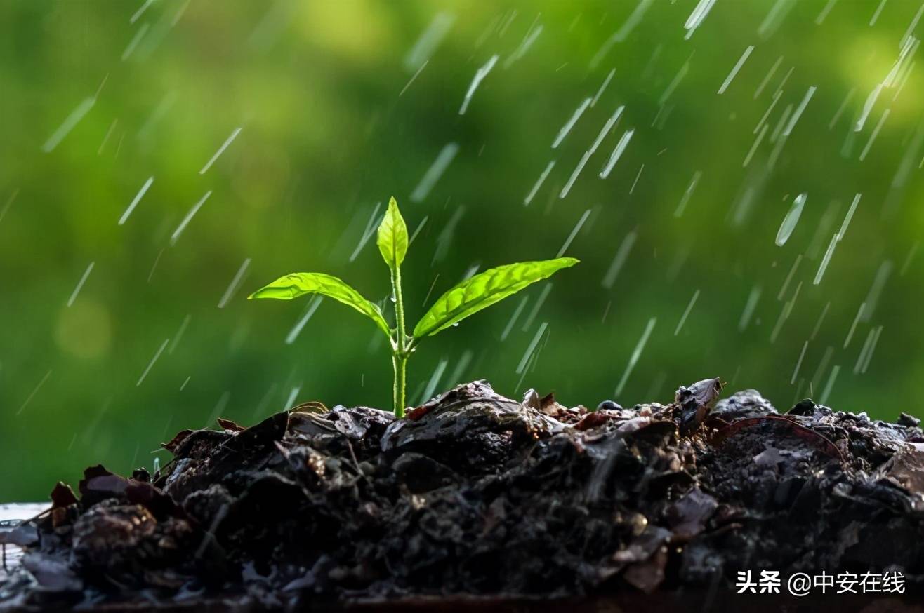 好雨知时节当春乃发生（今日雨水丨好雨知时节 当春乃发生）-第4张图片