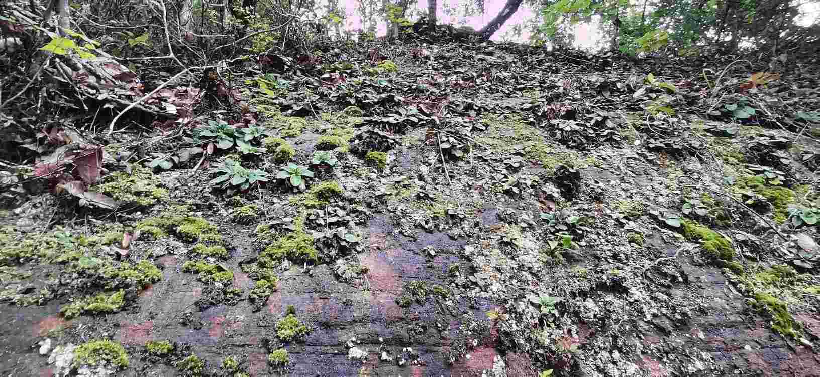 丹霞山阴元石（游览广东阴元石、阳元石）-第10张图片