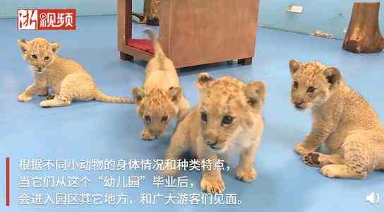 浙江湖州诞生4只小金虎-金虎是什么虎种-第1张图片