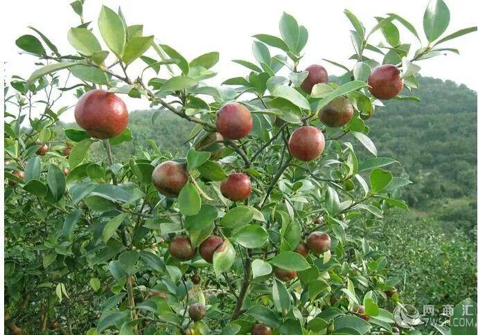 油茶树种植（油茶种植技术要点）-第3张图片