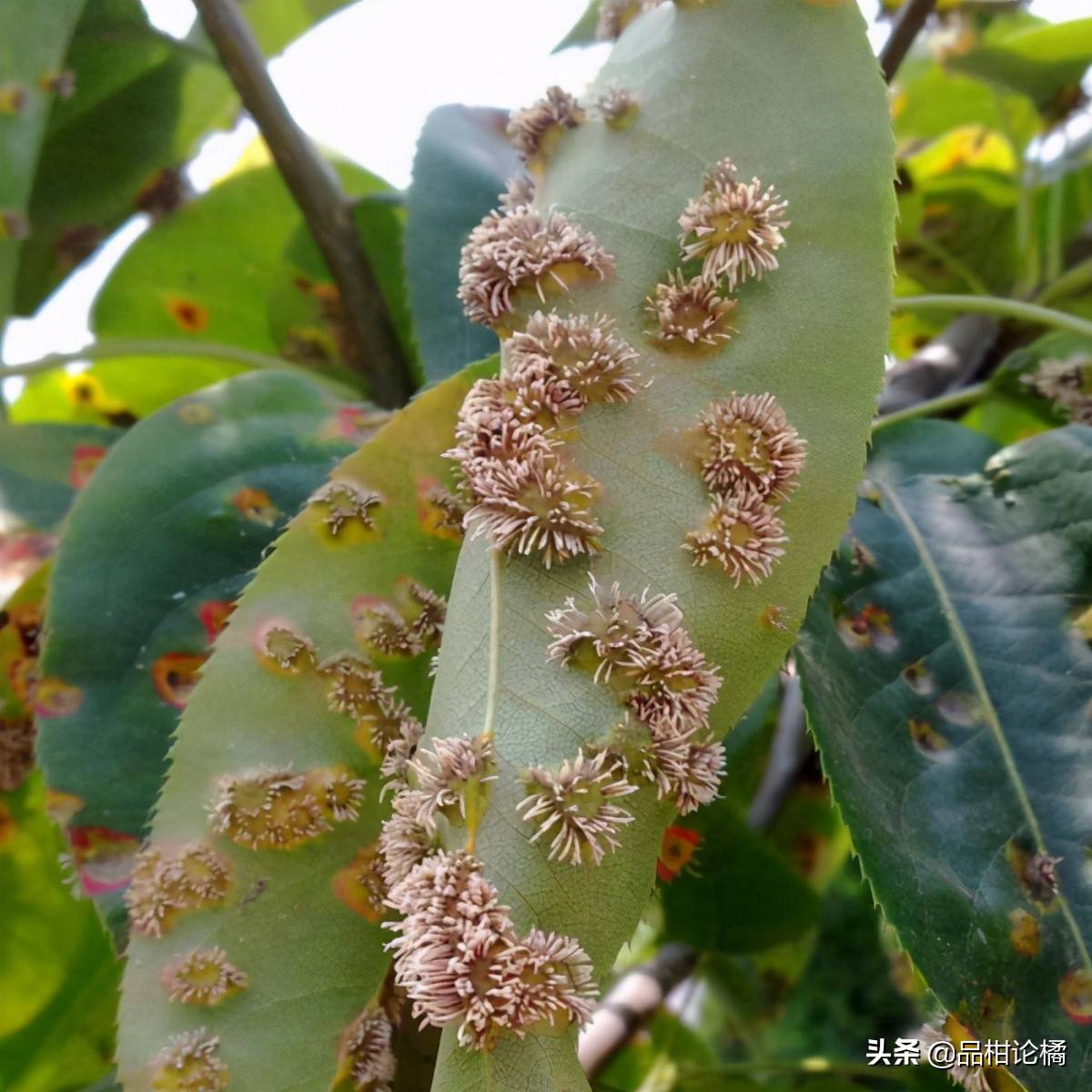 梨树病虫害（梨树种植常见病虫害及防治）-第3张图片