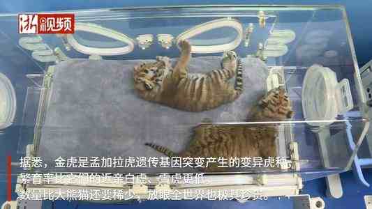 浙江湖州诞生4只小金虎-金虎是什么虎种-第3张图片