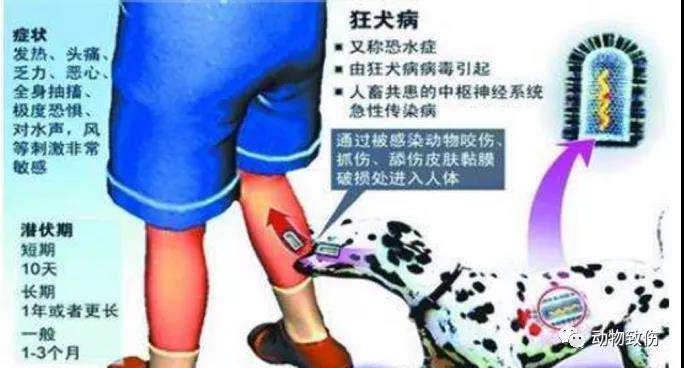 狂犬病的狗能活多久(狗咬20天人活狗也活但没打针)-第1张图片 狂犬病的狗能活多久(狗咬20天人活狗也活但没打针)-第1张图片