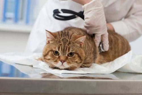 猫咪体外驱虫多久一次(猫多久驱虫一次)-第2张图片 猫咪体外驱虫多久一次(猫多久驱虫一次)-第2张图片