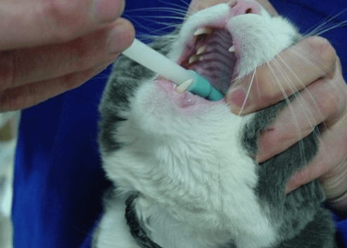 猫咪体外驱虫多久一次(猫多久驱虫一次)-第3张图片 猫咪体外驱虫多久一次(猫多久驱虫一次)-第3张图片