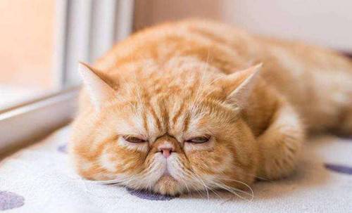 猫咪体外驱虫多久一次(猫多久驱虫一次)-第4张图片 猫咪体外驱虫多久一次(猫多久驱虫一次)-第4张图片