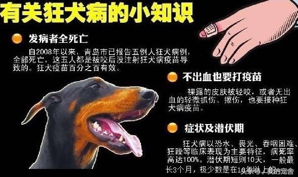 有狂犬病的狗能活多久(恐狂强迫症担心狗咬没感觉)-第2张图片