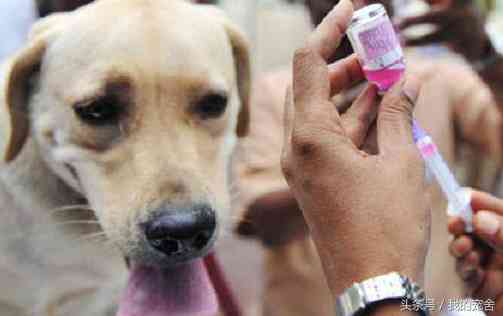 有狂犬病的狗能活多久(恐狂强迫症担心狗咬没感觉)-第5张图片 有狂犬病的狗能活多久(恐狂强迫症担心狗咬没感觉)-第5张图片