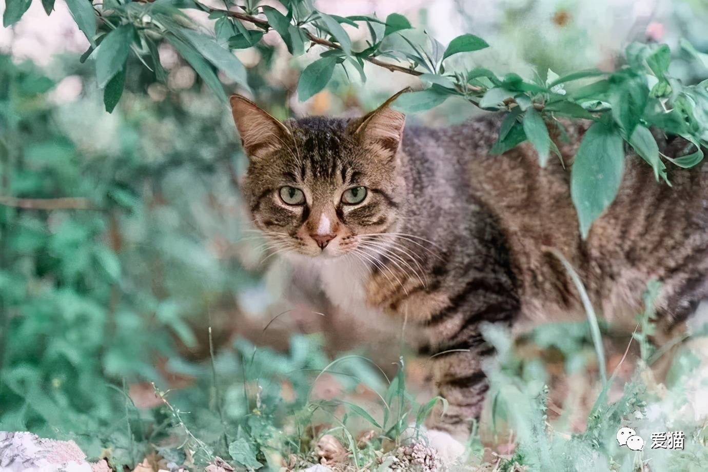 猫可以活多久(猫咪临死前的征兆)-第2张图片 猫可以活多久(猫咪临死前的征兆)-第2张图片