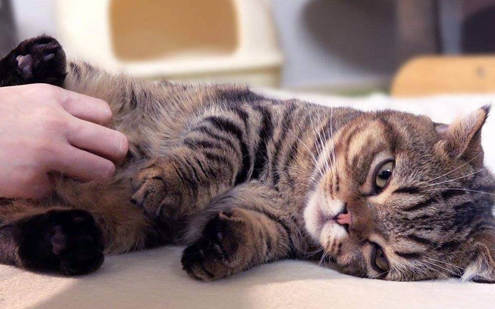 猫可以活多久(猫咪临死前的征兆)-第3张图片 猫可以活多久(猫咪临死前的征兆)-第3张图片