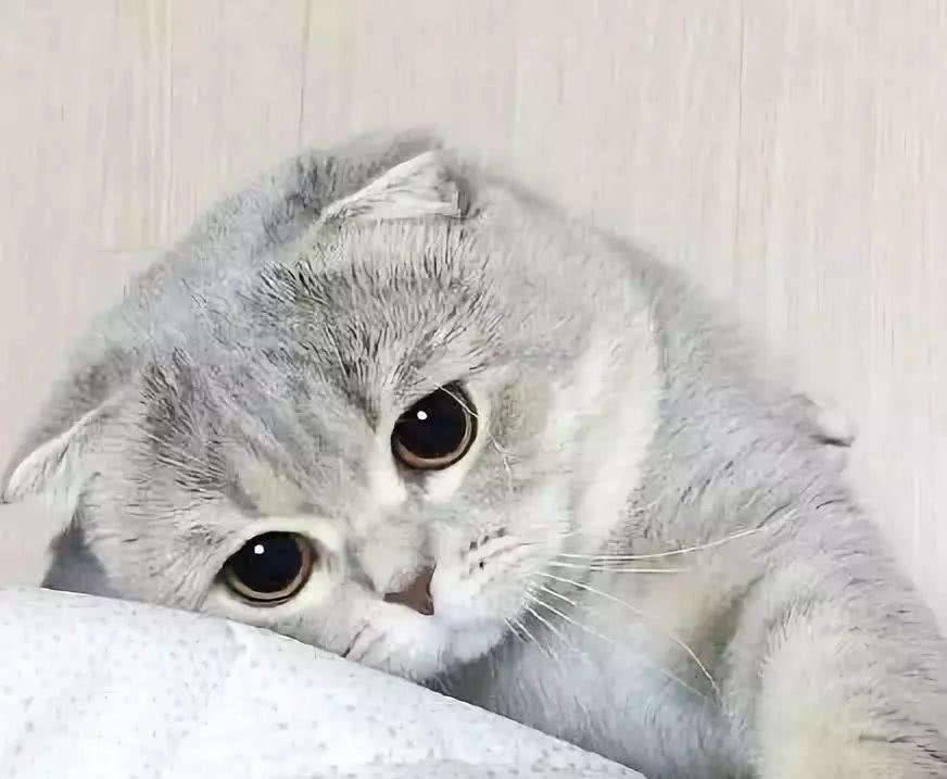猫可以活多久(猫咪临死前的征兆)-第1张图片 猫可以活多久(猫咪临死前的征兆)-第1张图片