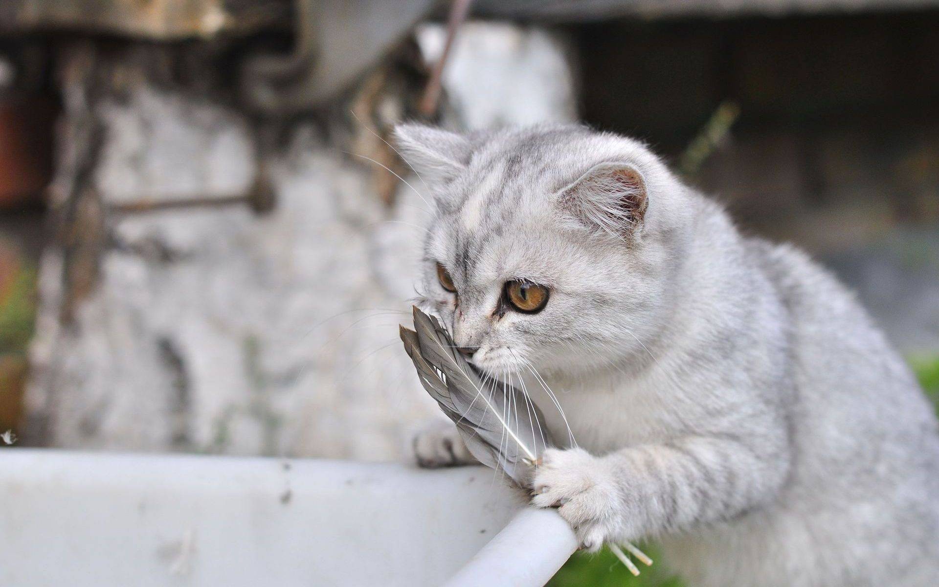 猫可以活多久(猫咪临死前的征兆)-第4张图片 猫可以活多久(猫咪临死前的征兆)-第4张图片