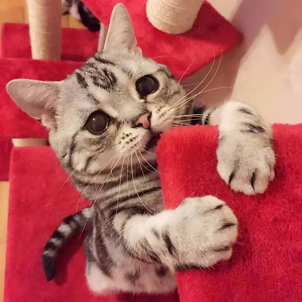猫可以活多久(猫咪临死前的征兆)-第6张图片 猫可以活多久(猫咪临死前的征兆)-第6张图片