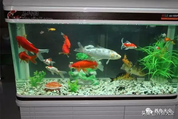 鱼缸下黄粉后多久换水(鱼缸放入黄粉后多久换水)-第4张图片 鱼缸下黄粉后多久换水(鱼缸放入黄粉后多久换水)-第4张图片