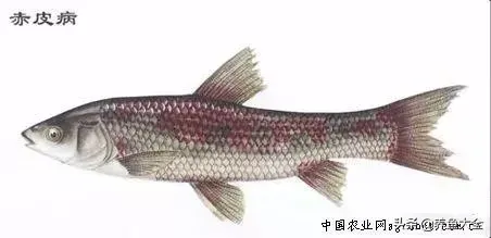 鱼缸下黄粉后多久换水(鱼缸放入黄粉后多久换水)-第6张图片 鱼缸下黄粉后多久换水(鱼缸放入黄粉后多久换水)-第6张图片